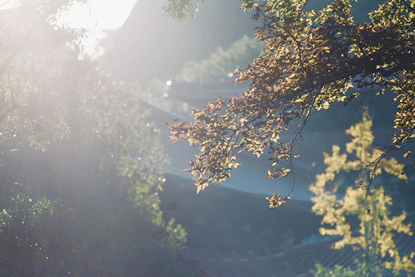 白露已至|月明露清