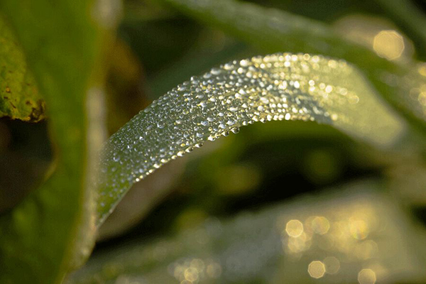 白露已至|月明露清